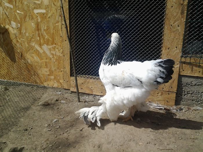 20140817_151850 - pui prima serie 2014         27 februarie