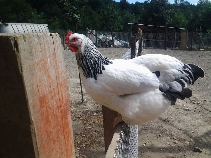 20140817_151805 - pui prima serie 2014         27 februarie