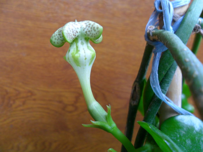ceropegia sandersonii - flori de interior