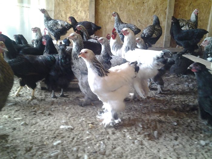 20140817_152327 - pui a 2 serie 2014