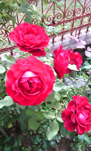 IMG_20140817_124035