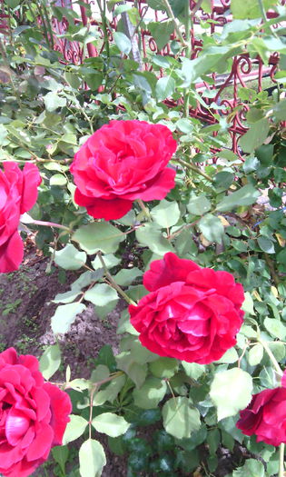 IMG_20140817_123956