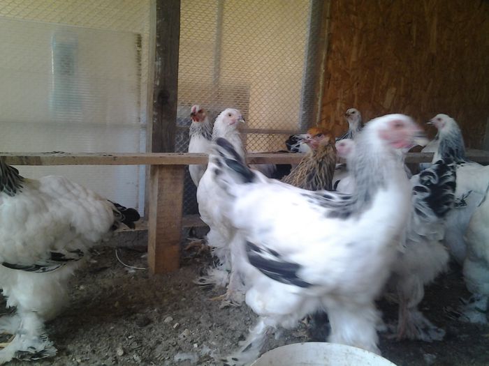 20140817_152135 - pui a-3-a serie