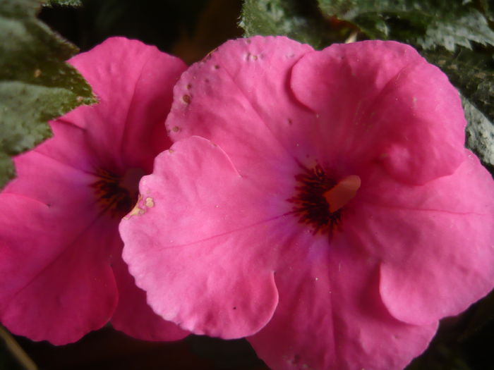 P1070378 - achimenes 2014