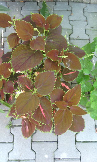 IMG_20140817_142100 - coleus