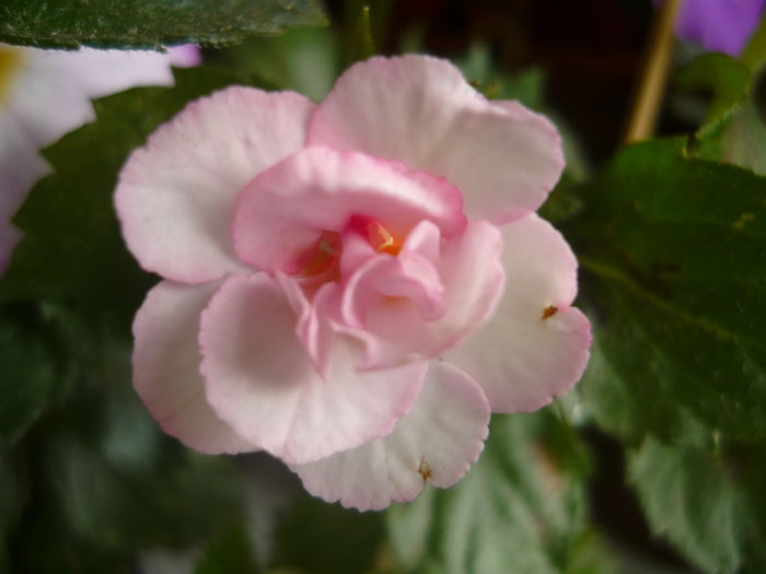 P1070367 - achimenes 2014