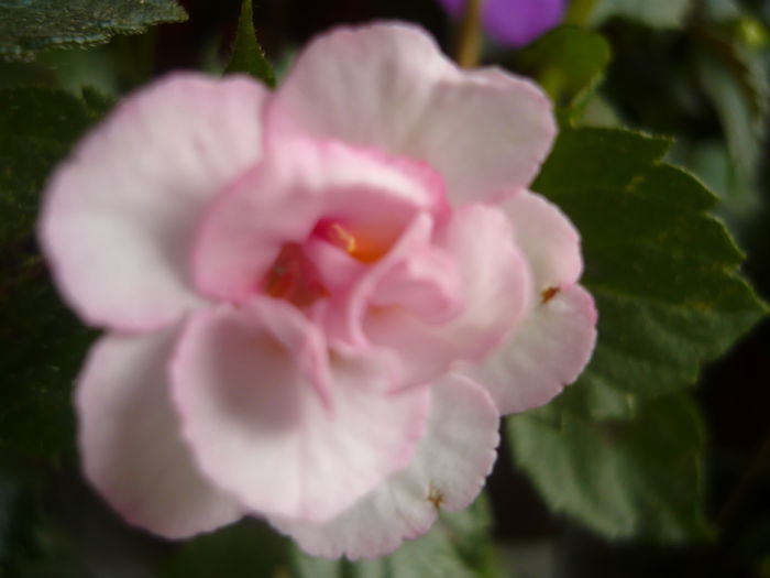P1070368 - achimenes 2014
