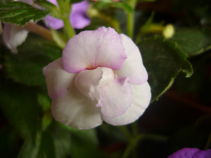 P1070371 - achimenes 2014