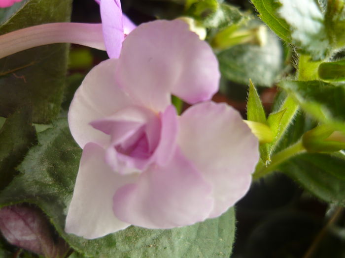 P1070373 - achimenes 2014