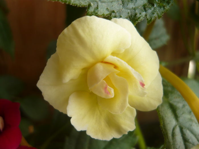 P1070377 - achimenes 2014