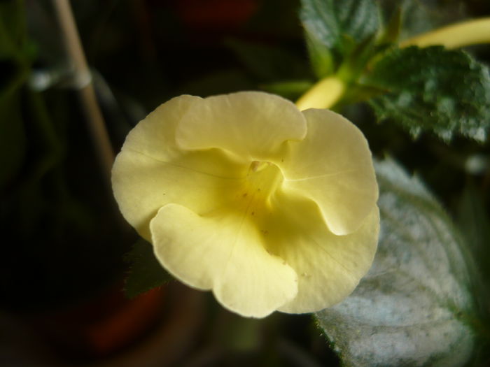 himalayan sunrise - achimenes 2014