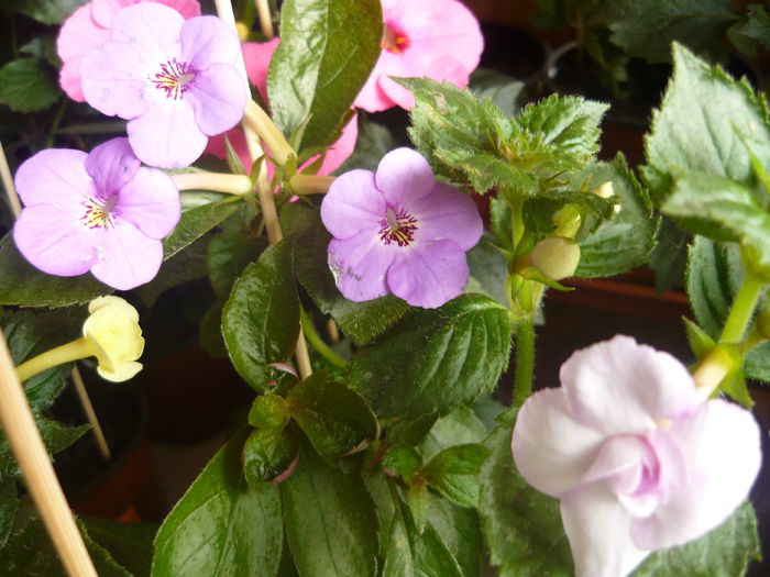 P1070381 - achimenes 2014