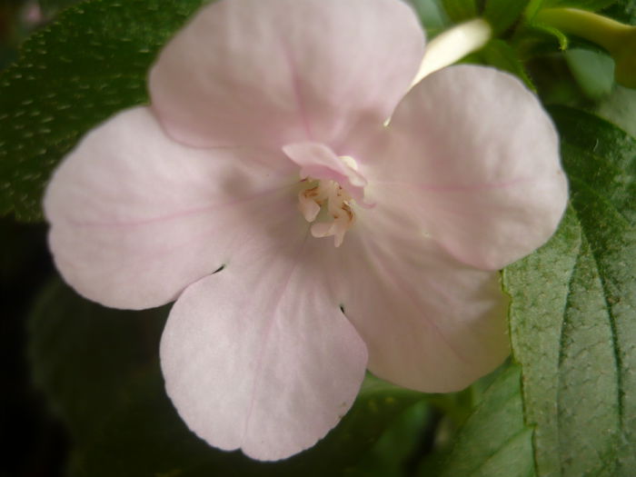 P1070385 - achimenes 2014
