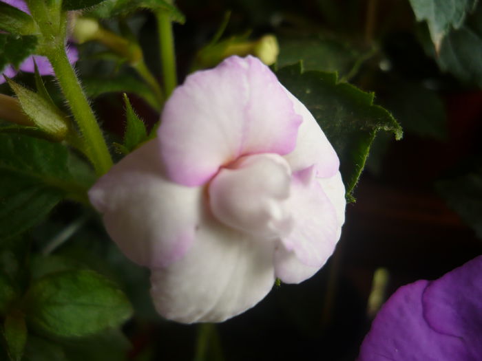 P1070374 - achimenes 2014