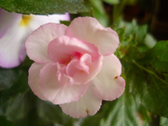 Anastasia - achimenes 2014