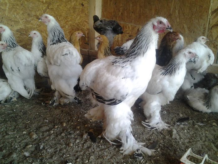 20140817_163820 - pui a-3-a serie