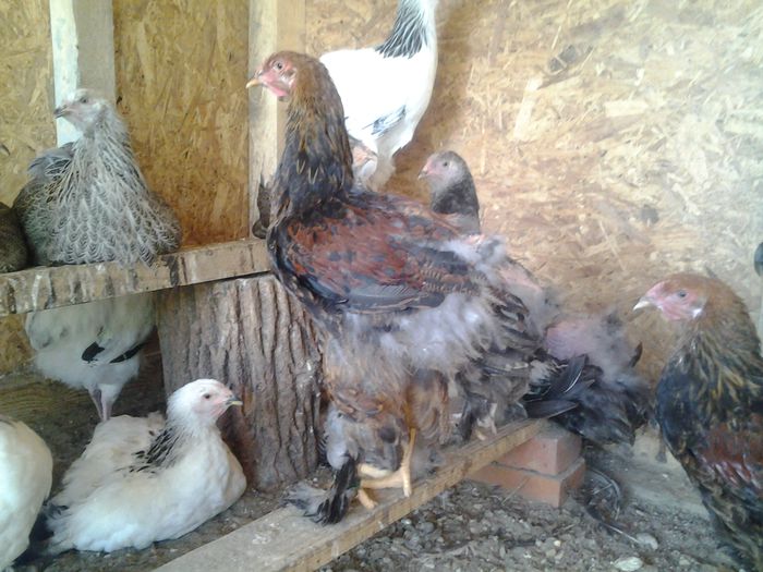 20140817_163814 - pui a-3-a serie