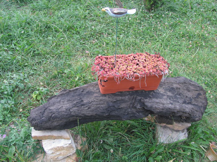 IMG_1575 - vara 2014