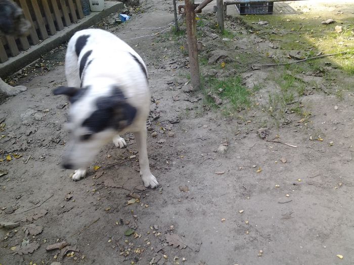 20140817_163211 - pazitorii puilor