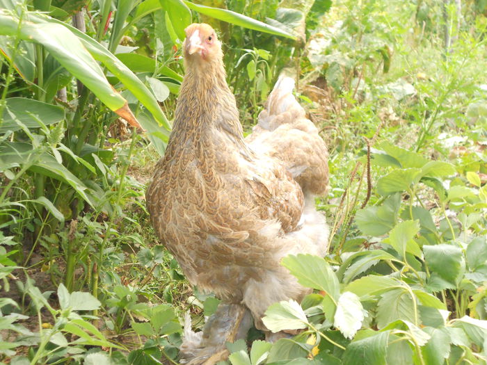 Picture 79 186 - Achizitii noi-pui brahma