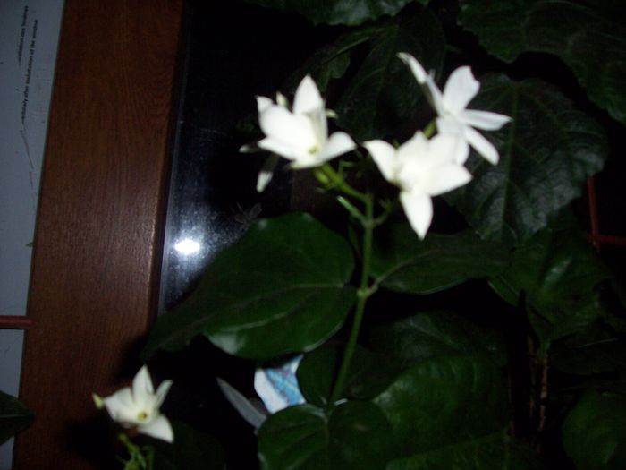 100_7911 - Copy