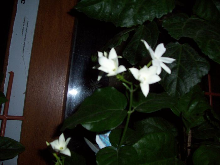 100_7912 - Copy