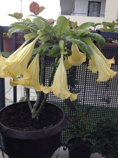 image - datura-brugmansia-nu mai am