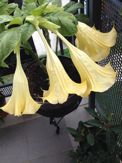 image - datura-brugmansia-nu mai am