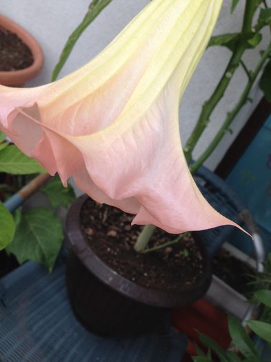 image - datura-brugmansia-nu mai am