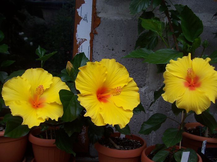 100_7952 - Copy