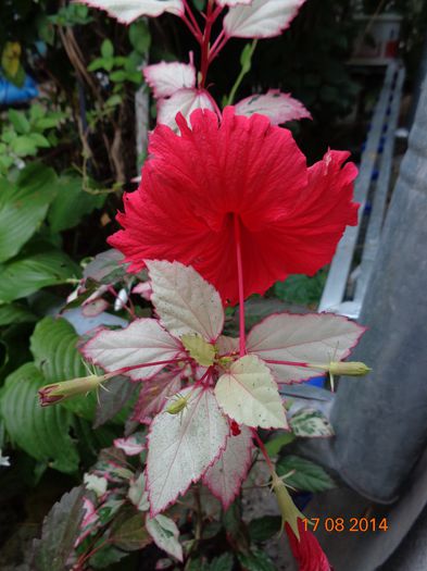 DSC00825