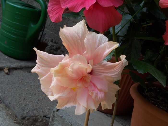 100_7965 - flori
