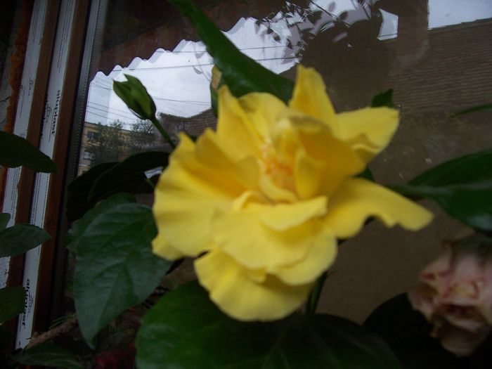 100_7973 - flori