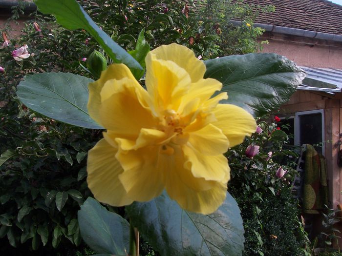 100_7976 - flori