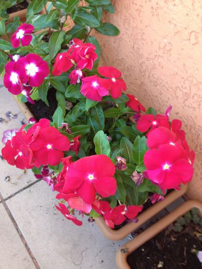 image - vinca rosea-trandafir de Madagascar-nu mai am