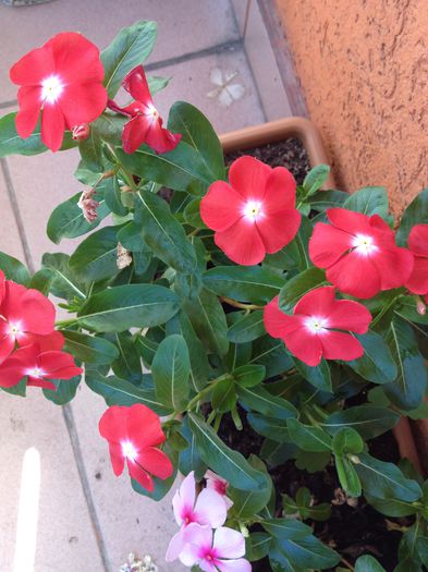 image - vinca rosea-trandafir de Madagascar-nu mai am