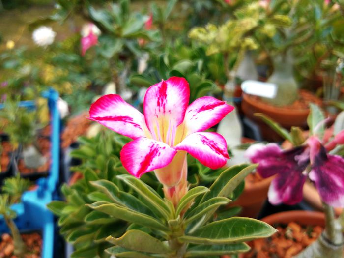  - Adenium - Majestic Dan