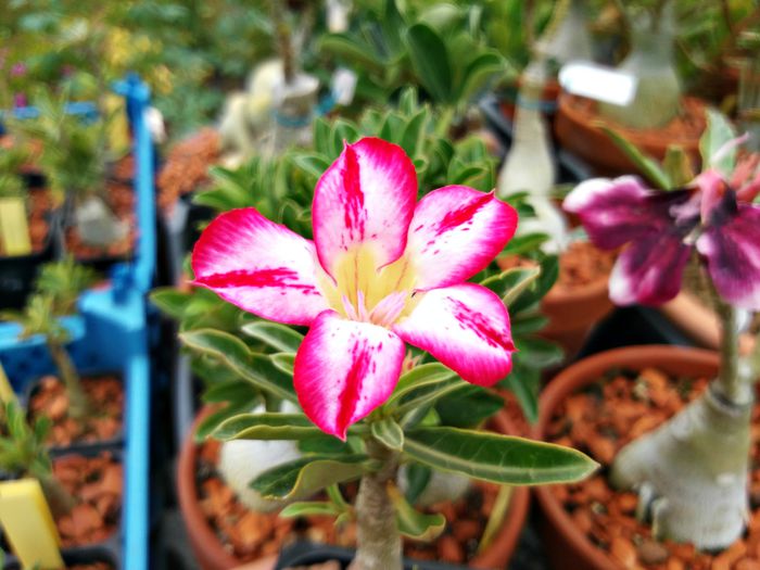  - Adenium - Majestic Dan