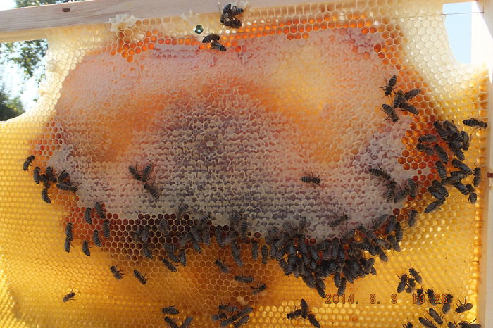 DSCF3974; Inca putin si albinutele construiesc o noua Romanie ...mai buna ,mai curata  pretuita la adevarata ei valoare!
