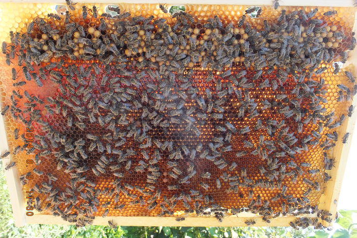 DSCF4005; Categoria "PROSTIOARE" !
