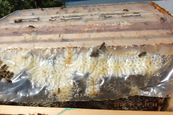 DSCF4008; Categoria "PROSTIOARE" !
Cu aceasta ocazi am simtit si eu gustul mierii pe 2014 :D
