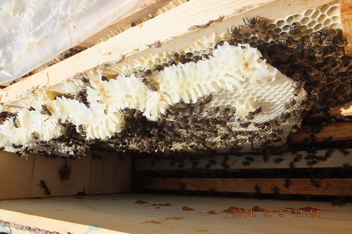 DSCF4010; Categoria "PROSTIOARE" !
Cu aceasta ocazi am simtit si eu gustul mierii pe 2014 :D
