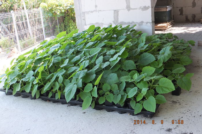 DSCF3967 - Paulownia 2014
