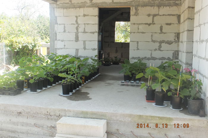 DSCF4120; O imagine per ansamblu.
