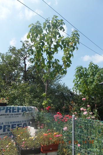 DSCF4130; Incep sa isi faca aparitia si  rezultatele!
