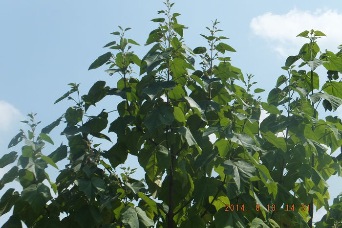 DSCF4138; Incep sa isi faca aparitia si  rezultatele!
