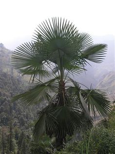 Trachycarpus takil