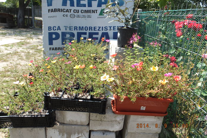 DSCF4011; Portulaca graniflora. Ce-i drept albinele nu au fost prea atrase de polenul lor caci in zona e destu flora spontana. Oricum sunt incantatoare.
