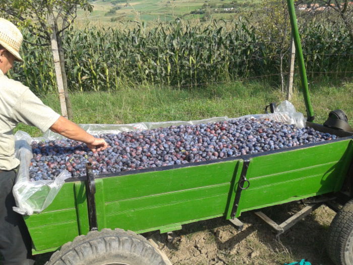 2014-08-16 16.40.16 - Fructe din gradina mea