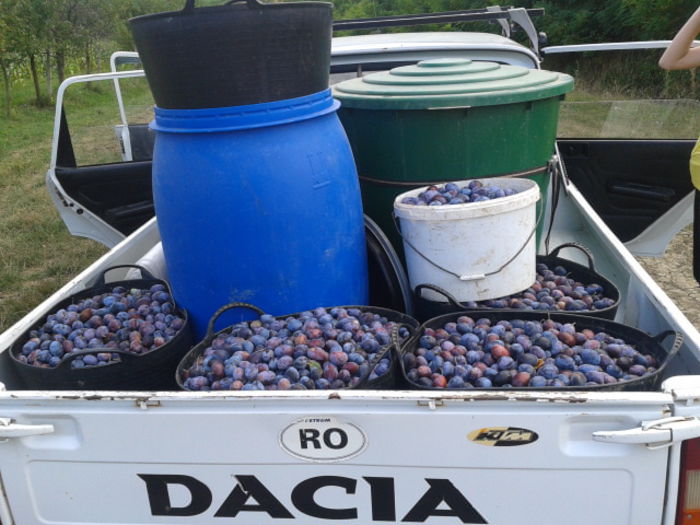 2014-08-16 17.46.32 - Fructe din gradina mea